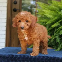 Nixon, a male Goldendoodle for sale in Narvon, PA – 9 of 9