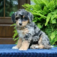 Roland, a male Bernedoodle for sale in Narvon, PA – 9 of 9