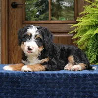 Ringo, a male Bernedoodle for sale in Narvon, PA – 9 of 10