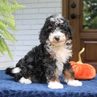 Piper, a male Miniature Bernedoodle for sale in Narvon, PA – 7 of 7