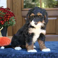 Grace, a female Bernedoodle for sale in Narvon, PA – 3 of 6