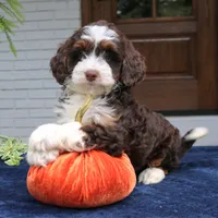 Millie, a female Miniature Bernedoodle for sale in Narvon, PA – 10 of 10