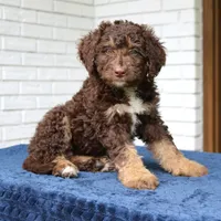 Rita, a female Bernedoodle for sale in Narvon, PA – 8 of 8