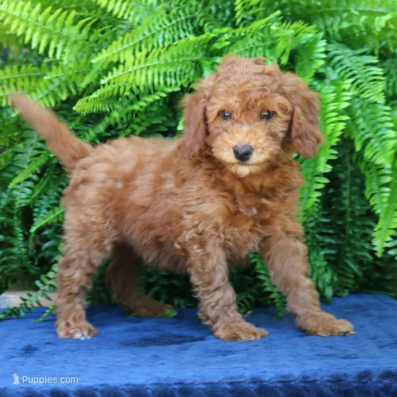 Navy – Goldendoodle puppy for sale in Narvon, PA
