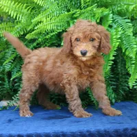 Navy, a male Goldendoodle for sale in Narvon, PA – 2 of 8