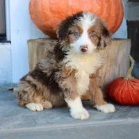 Bella, a female Miniature Bernedoodle for sale in Narvon, PA – 1 of 5