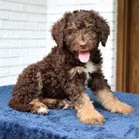 Rita, a female Bernedoodle for sale in Narvon, PA – 7 of 8