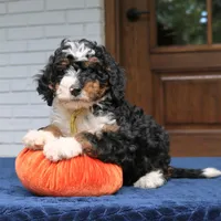 Penny, a female Miniature Bernedoodle for sale in Narvon, PA – 7 of 9