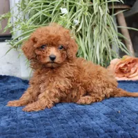 Kody, a male Cavapoo for sale in Narvon, PA – 6 of 8