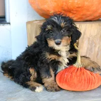 Blair, a female Miniature Bernedoodle for sale in Narvon, PA – 6 of 6