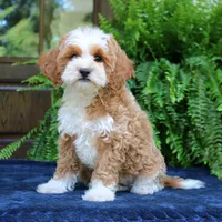 Jojo, a male Cavapoo for sale in Narvon, PA – 3 of 7