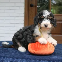 Princess, a female Miniature Bernedoodle for sale in Narvon, PA – 4 of 7