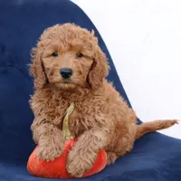 Levi, a male Miniature Goldendoodle for sale in Narvon, PA – 6 of 6