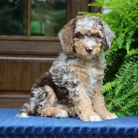 Rocky, a male Bernedoodle for sale in Narvon, PA – 2 of 7