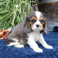 Juno, a male Cavalier King Charles Spaniel for sale in Narvon, PA – 4 of 10