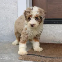 Penny, a female Miniature Bernedoodle for sale in Narvon, PA – 5 of 9