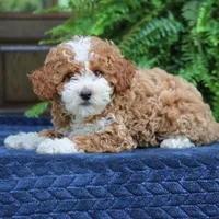 Jolene, a female Cavapoo for sale in Narvon, PA – 6 of 8