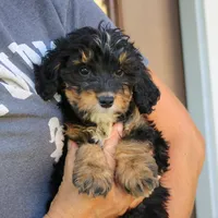Blair, a female Miniature Bernedoodle for sale in Narvon, PA – 3 of 6