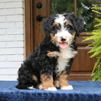 Ringo, a male Bernedoodle for sale in Narvon, PA – 2 of 10