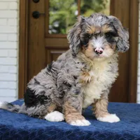 Duke, a male Bernedoodle for sale in Narvon, PA – 8 of 8