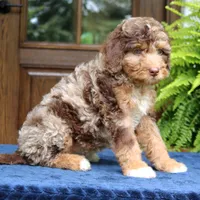 Rosie, a female Bernedoodle for sale in Narvon, PA – 4 of 10