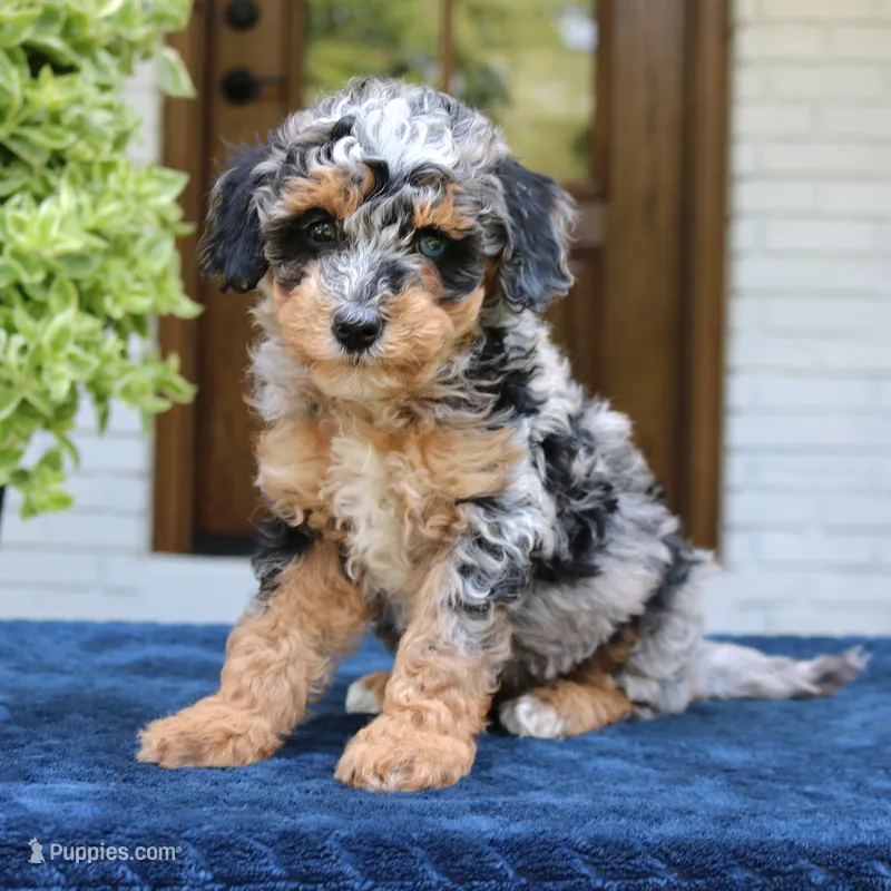 Esther – Bernedoodle puppy for sale in Narvon, PA