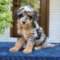 Esther, a female Bernedoodle for sale in Narvon, PA – 1 of 6