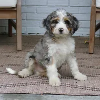 Ranger, a male Bernedoodle for sale in Narvon, PA – 7 of 8