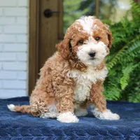 Jolene, a female Cavapoo for sale in Narvon, PA – 7 of 8