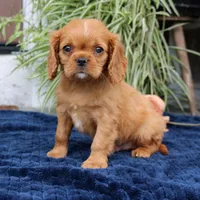 Jordan, a male Cavalier King Charles Spaniel for sale in Narvon, PA – 6 of 6