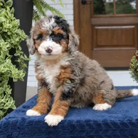 Lexi, a female Bernedoodle for sale in Narvon, PA – 7 of 9