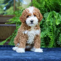 Jolene, a female Cavapoo for sale in Narvon, PA – 4 of 8