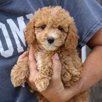 Layla, a female Miniature Goldendoodle for sale in Narvon, PA – 3 of 6