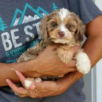 Kirby, a male Cavapoo for sale in Narvon, PA – 10 of 10