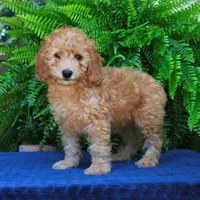 Nelson, a male Goldendoodle for sale in Narvon, PA – 8 of 8