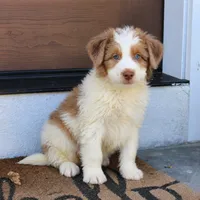 Blaze, a male Miniature Bernedoodle for sale in Narvon, PA – 2 of 5