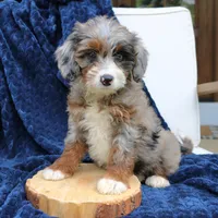 Diana, a female Miniature Bernedoodle for sale in Narvon, PA – 1 of 7