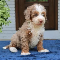 Levi, a male Bernedoodle for sale in Narvon, PA – 4 of 7