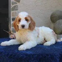 Sasha, a female Goldendoodle for sale in Narvon, PA – 6 of 10