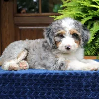 Ranger, a male Bernedoodle for sale in Narvon, PA – 8 of 8