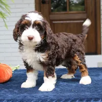 Millie, a female Miniature Bernedoodle for sale in Narvon, PA – 6 of 10