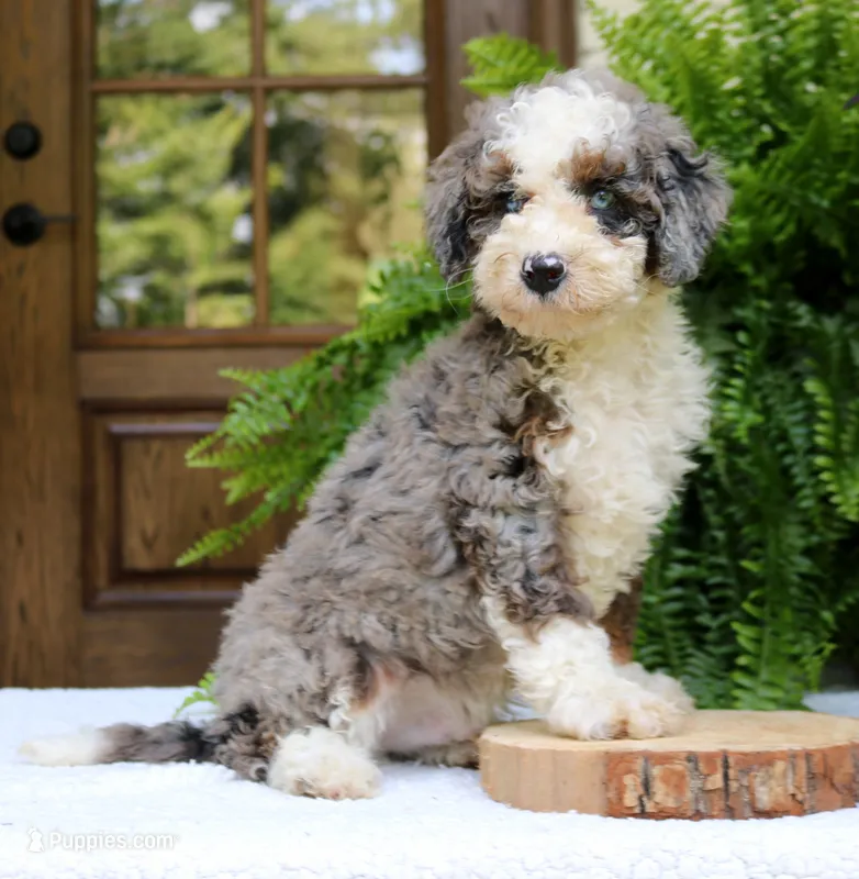 Brody – Bernedoodle puppy for sale in Narvon, PA