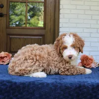 Bella, a female Bernedoodle for sale in Narvon, PA – 2 of 9