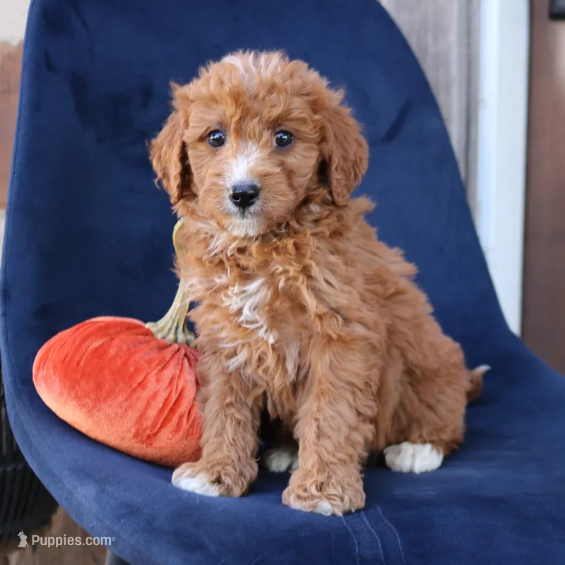 Sasha – Miniature Goldendoodle puppy for sale in Narvon, PA