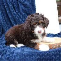 Duke, a male Miniature Bernedoodle for sale in Narvon, PA – 2 of 4