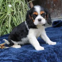 Java, a female Cavalier King Charles Spaniel for sale in Narvon, PA – 6 of 9