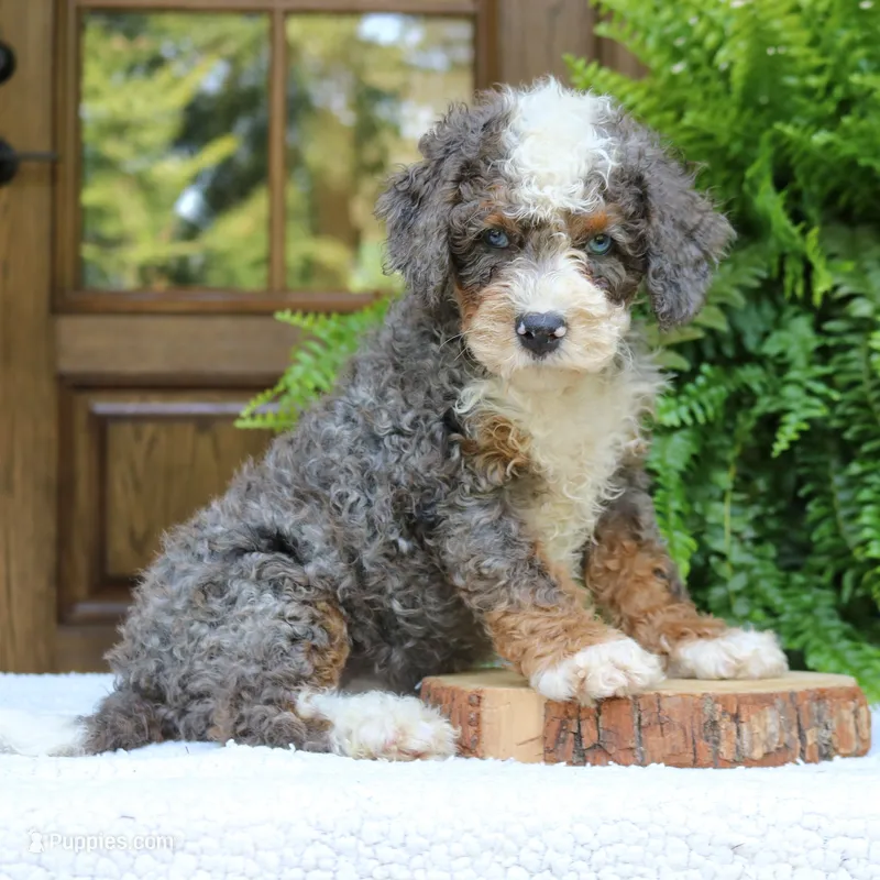 Buddy – Bernedoodle puppy for sale in Narvon, PA