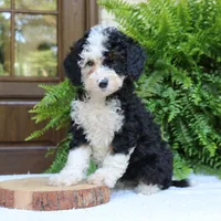 Bella, a female Bernedoodle for sale in Narvon, PA – 3 of 7