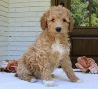 Tally mini f1b, a female Miniature Goldendoodle for sale in Narvon, PA – 4 of 4
