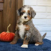 Stella, a female Miniature Bernedoodle for sale in Narvon, PA – 3 of 6